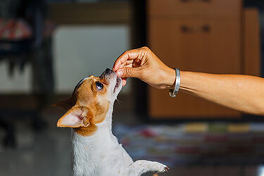 Demand Grows for Single-Ingredient Treats and Unique Body Part Chews